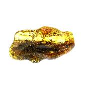 Polished Baltic Amber Specimen.   SP15587POL 