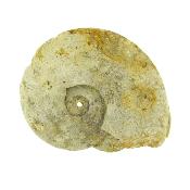 Fossil Ammonite Specimen.    SP15908