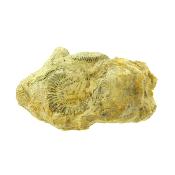 Fossil Ammonite Group On Matrix Specimen.   SP15910