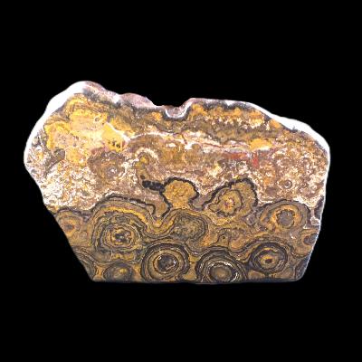 Polished Face Stromatolites Fossil Specimen.   SP17503POL