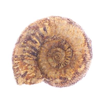 Ammonite Fossil - Stephanoceras.   SP17650