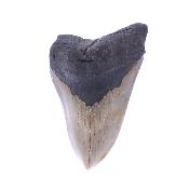 Megalodon Fossil Tooth Specimen.   SP17772