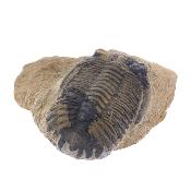 Trilobite Fossil On Matrix Specimen.   SP17794