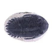 Trilobite Fossil On Matrix Specimen.   SP17795