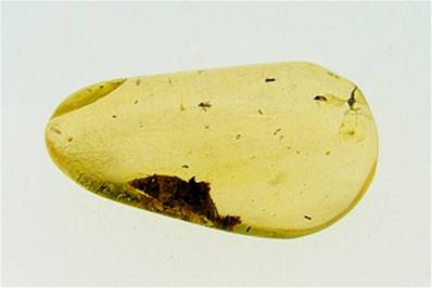 MADAGASCAN COPAL (YOUNG AMBER) SPECIMEN. SP4713POL