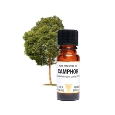 PURE ESSENTIAL OIL - CAMPHOR, cinnamomum camphora. SPR7823