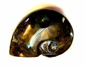 CARVING OF A SHELL IN LABRADORITE.   SP10531POL