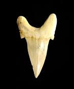 OTODUS FOSSIL SHARK TOOTH SPECIMEN.   SP12667