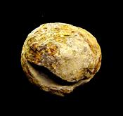 DACTYLOCERAS AMMONITE FOSSIL IN MATRIX WITH NEGATIVE.   SP13111