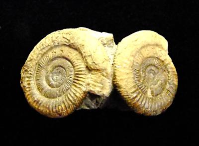 AMMONITE FOSSILS GROUP OF FOUR ON MATRIX SPECIMEN.   SP13877