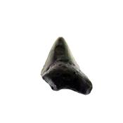 PARTIAL MEGALODON TOOTH FOSSIL SPECIMEN.   SP14270