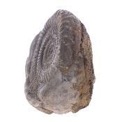 Pyritised Dactyloceras Ammonite Fossil In Matrix.   SP17798