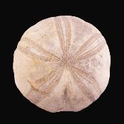 Sea Urchin Fossil - Clypeus Pioti.   SP17841