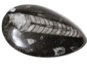 Orthoceras Fossils Specimen (one face polished).   SPR17484POL