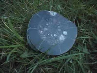 DACTYLIOCERAS AMMONITE 1/2 polished