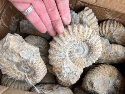 AGADIR AMMONITE natural 11-13cm  base lays flat or needs propping 