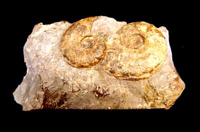 SIGALOCERAS AMMONITES IN MATRIX SPECIMEN.   SP10250