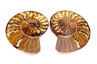 AMMONITE POLISHED FACE PAIR.   SP11723SHLF