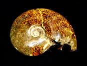 POLISHED AMMONITE FOSSIL SPECIMEN.   SP12549POL
