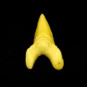 OTODUS SHARK TOOTH FOSSIL SPECIMEN.   SP14257