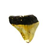 PARTIAL MEGALODON TOOTH FOSSIL SPECIMEN.   SP14271