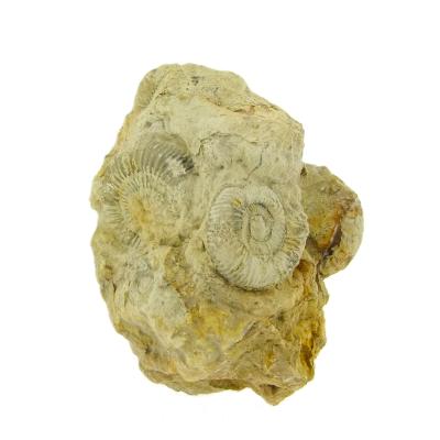 Fossil Ammonite Group On Matrix Specimen.   SP15910