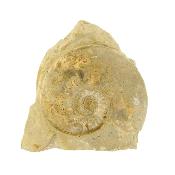 Pair of Fossil Ammonites in Matrix specimen with flat cut base to stand.   SP16248SLF