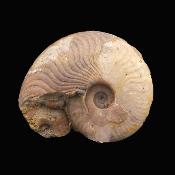 Fossil Ammonite Specimen.   SP17234