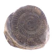 Pyritised Dactyloceras Ammonite Fossil In Matrix.   SP17798