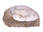 Fossil Mussel/ Bi Valve Shell On Matrix.   SP17845