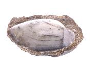 Fossil Mussel/ Bi Valve Shell On Matrix.   SP17845