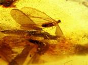 POLISHED COLUMBIAN COPAL SPECIMEN DISPLAYING INSECT INCLUSIONS.