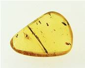 MADAGASCAN COPAL (YOUNG AMBER) SPECIMEN. SP6961