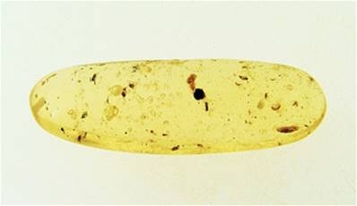 MADAGASCAN COPAL (YOUNG AMBER) SPECIMEN. SP6964