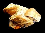 PROPANULITES AMMONITE FOSSIL SPECIMEN ON MATRIX.   SP10251