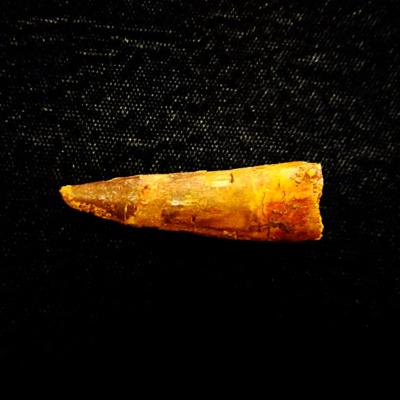 SPINOSAURUS TOOTH FOSSIL (LIGHTLY RESTORED).   SP14262