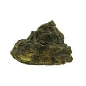 Pleurotomaria Gastropod Fossil.   SP15800