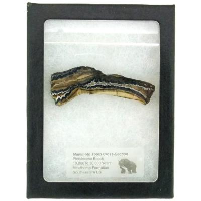 Mammoth Tooth Polished Cross-Section.   SP15844