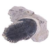 Trilobite Fossil On Matrix Specimen.   SP17793
