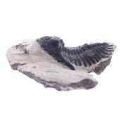 Trilobite Fossil On Matrix Specimen.   SP17793