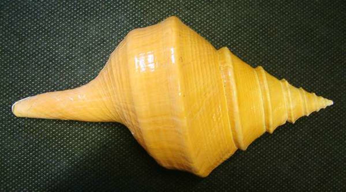AUSTRALIAN TRUMPET SHELL SPECIMEN. SP2628