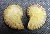 AMMONITE POLISHED FACE PAIR (MADAGASCAR). SP4111POL