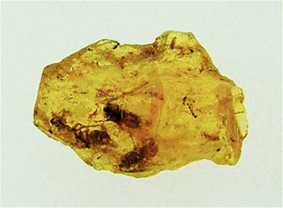 COLUMBIAN COPAL SPECIMEN. SP6827