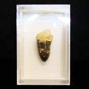 Fossils Crocodile Tooth Specimen.   SP15823