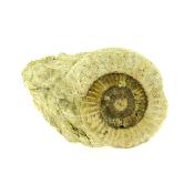 Fossil Ammonite On Matrix Specimen.   SP15909