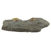 Promicroceras Ammonites on Matrix Specimen.   SP16244