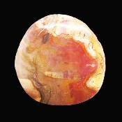 Petrified Wood Polished Face Slice Specimen.   SP17223POL