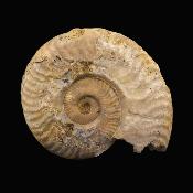 Fossil Ammonite Specimen.   SP17233