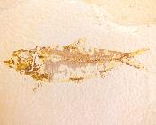 Knightia Fossil Fish On Limestone Plate.   SP17790