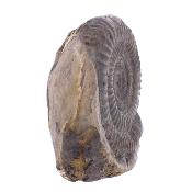 Pyritised Dactyloceras Ammonite Fossil In Matrix.   SP17798